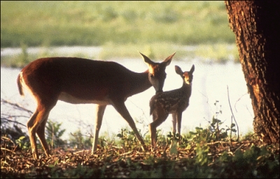 mother_and_fawn