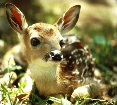 white_tailed_fawn_2