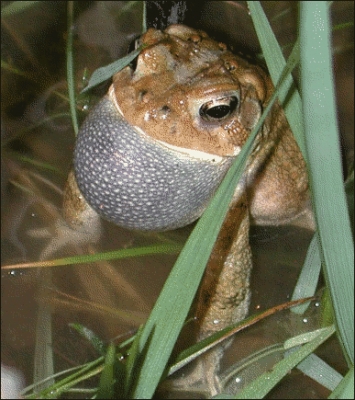 American_toad