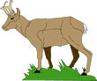 antelope_1