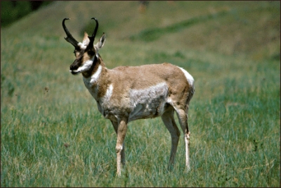 Antelope_Pronghorn