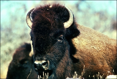 bison_3