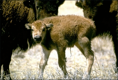 bison_calf
