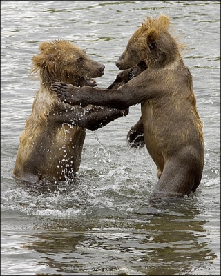 brown_bear_cubs