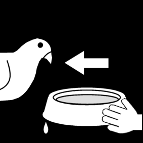 duif water geven