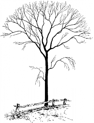 bare_tree_by_fence