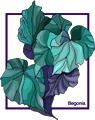 Begonia_2