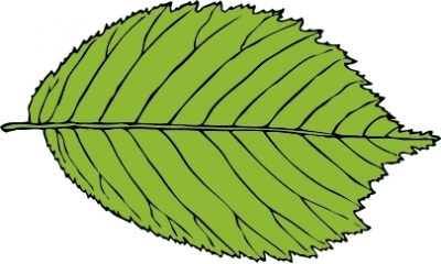 bi_serrate_leaf