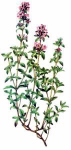 Breckland_Thyme