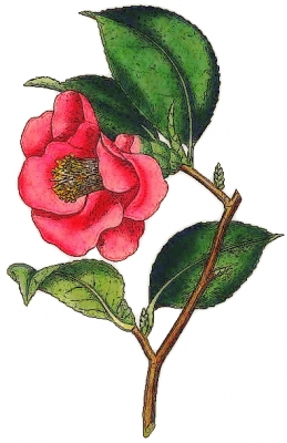 Camellia_Japonica
