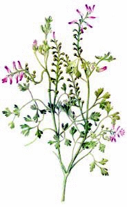 Common_Fumitory