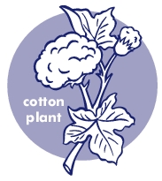 cotton_plant