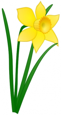 daffodil_02