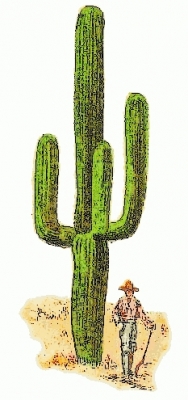 giant_cactus_Cereus_giganteus