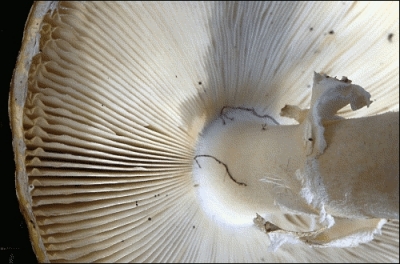 grilled_mushroom
