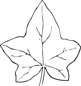ivy_leaf_2