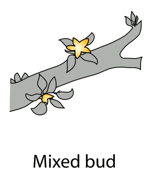 mixed_bud