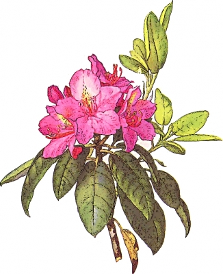 Mountain_American_Rhododendron