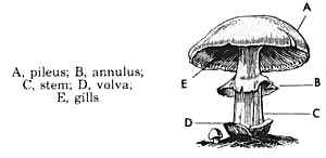Mushroom_labeled