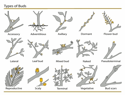 Plant_Buds_classification
