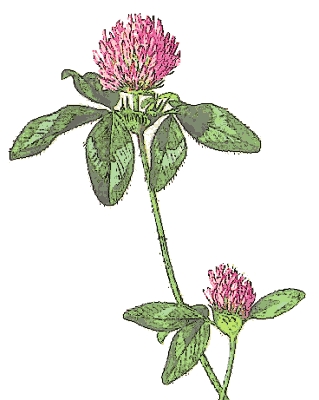 Red_Clover_1