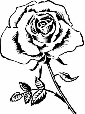 rose_sketch