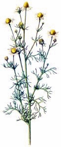 Scented_Mayweed