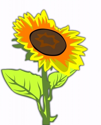 sunflower_3