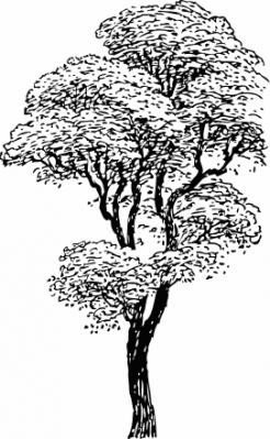 Tree_silhouettes_8