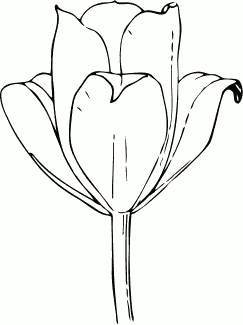 tulip_flower_BW