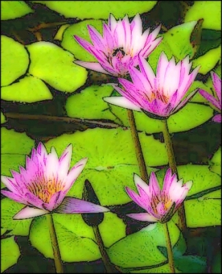 Water_lillies