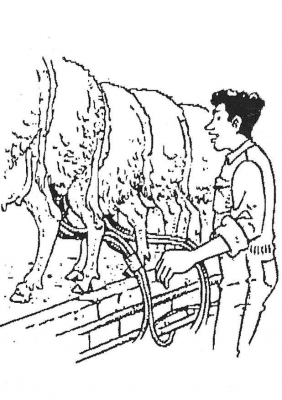 schapen-melken