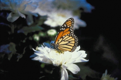Image of a Butterfly
