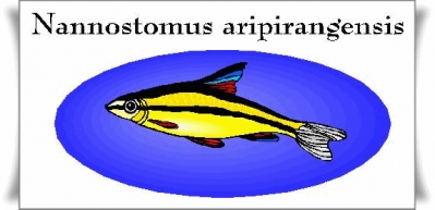 aquarium33