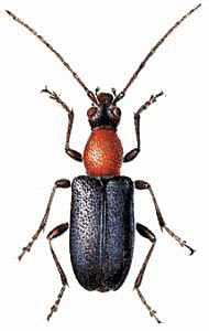 Acmaeops