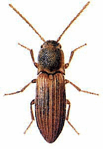 Agriotes