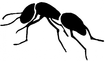 ant_1