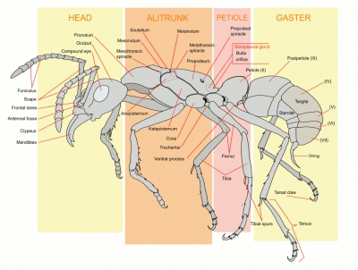 ant_worker_full_page