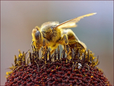Bee_Collecting_Pollen