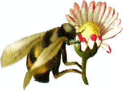 bumblebee_flower