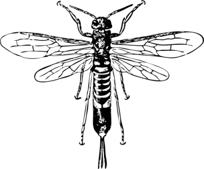 horn_tail_wasp
