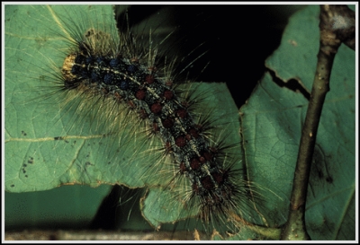 Gypsy_Moth_Caterpillar