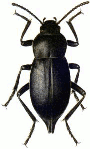 Cellar_Beetle