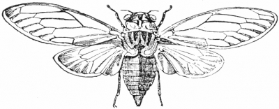 Cicada_orni
