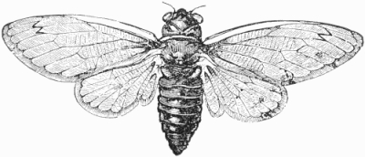 Cicada_septendecim