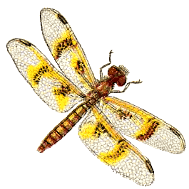 amber_wing_dragonfly_female