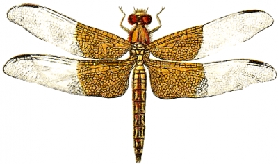 basal_dragonfly