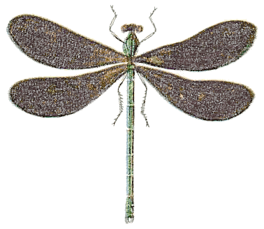 black_wing_dragonfly