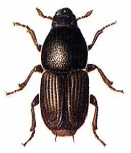 Large_Elm_Bark_Beetle