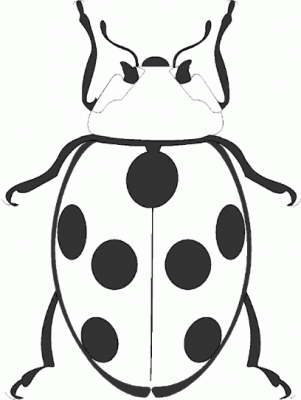 ladybug_BW